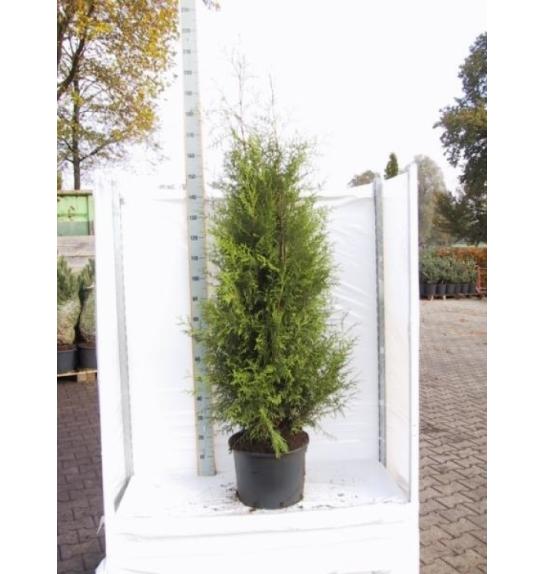 Thuja occidentalis Brabant C25 Lit. 180-200 cm