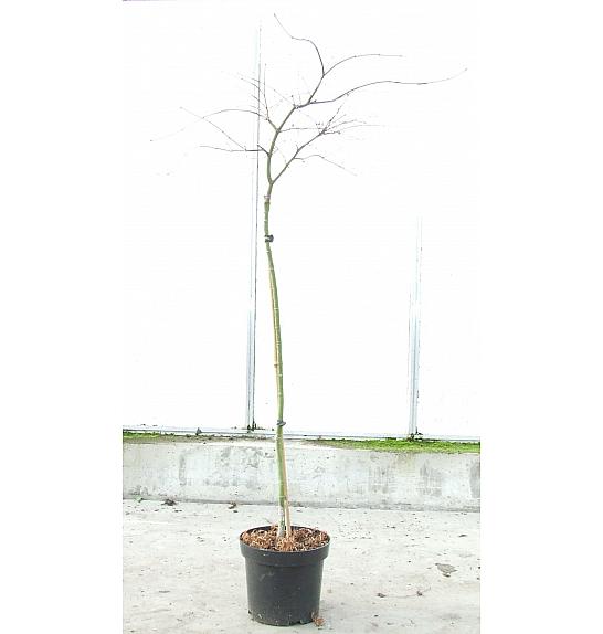 Acer palmatum dissectum Orangeola C7,5 Lit. 80-100 cm Na steblu 80 cm