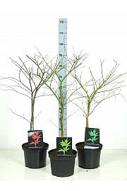 Acer dissectum Mix C5 Lit. 50-60 cm