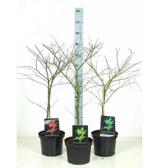 Acer dissectum Mix C5 Lit. 50-60 cm