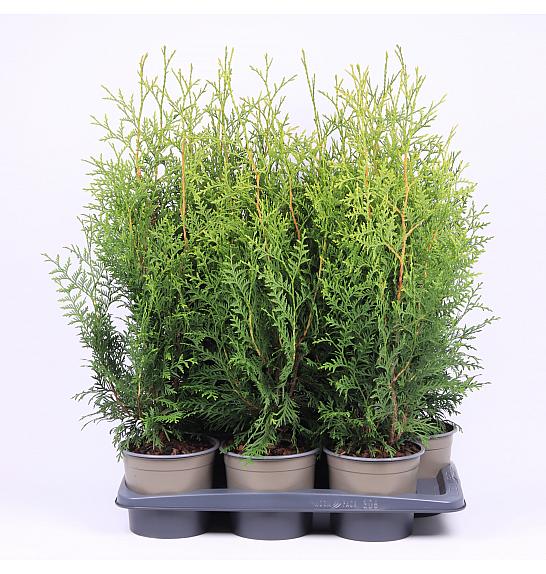 Thuja occidentalis Brabant C2 Lit.40-60 cm