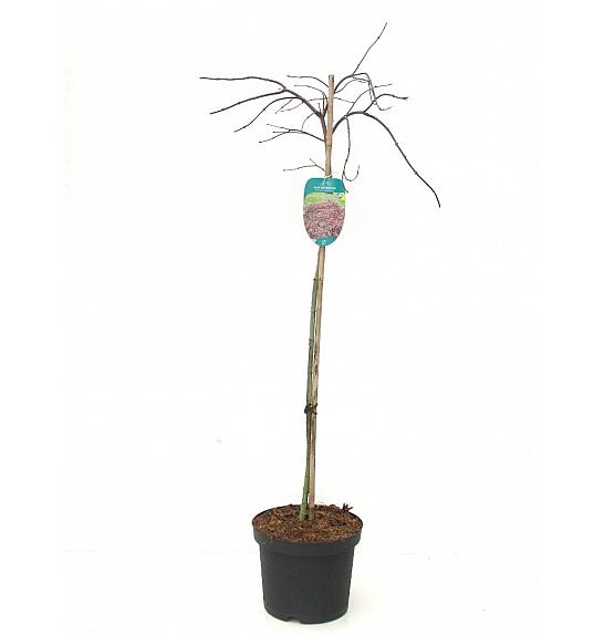 Acer palmatum dissectum Inaba Shidare C7,5 Lit. 80-100 cm Na steblu 80 cm