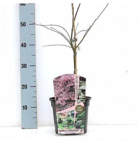 Acer palmatum dissectum Inaba Shidare C3 Lit. 30-40 cm