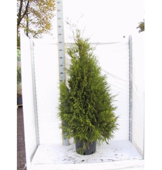 Thuja occidentalis Brabant C15 Lit. 140-160 cm