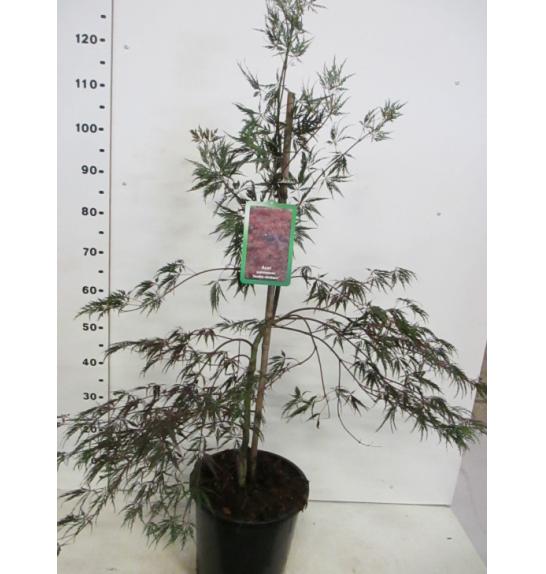Acer palmatum dissectum Inaba Shidare C12 Lit. 60-80 cm