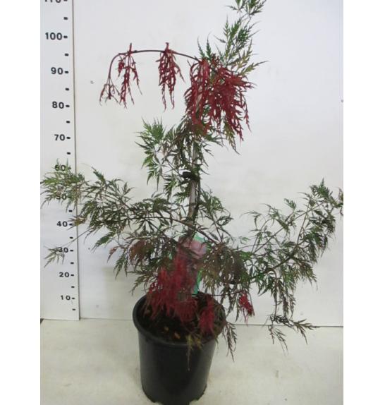 Acer palmatum dissectum Inaba Shidare C10 Lit. 40-50 cm