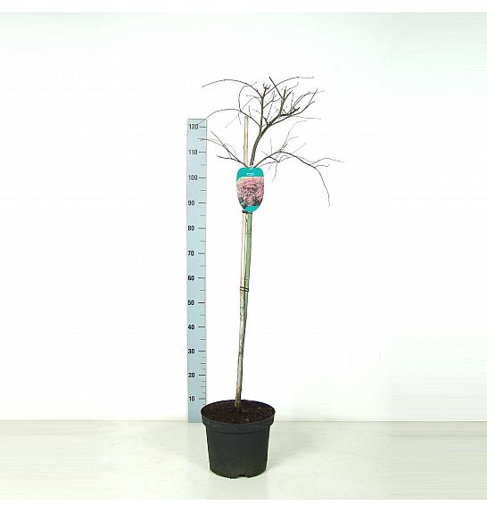 Acer palmatum dissectum Garnet C7,5 Lit. 80-100 cm Na steblu 80 cm