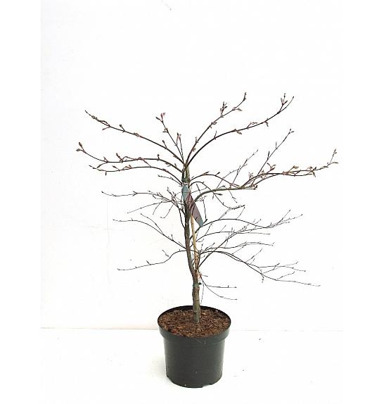 Acer palmatum dissectum Garnet C7,5 Lit. 60-80 cm