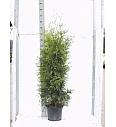 Thuja occidentalis Brabant C10 Lit. 140-160 cm