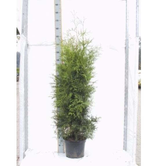 Thuja occidentalis Brabant C10 Lit. 140-160 cm