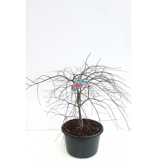 Acer palmatum dissectum Garnet C25 Lit. 40-60 cm