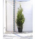 Thuja occidentalis Brabant C10 Lit. 120-140 cm