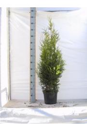Thuja occidentalis Brabant C10 Lit. 120-140 cm