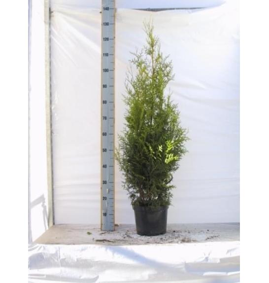 Thuja occidentalis Brabant C10 Lit. 120-140 cm