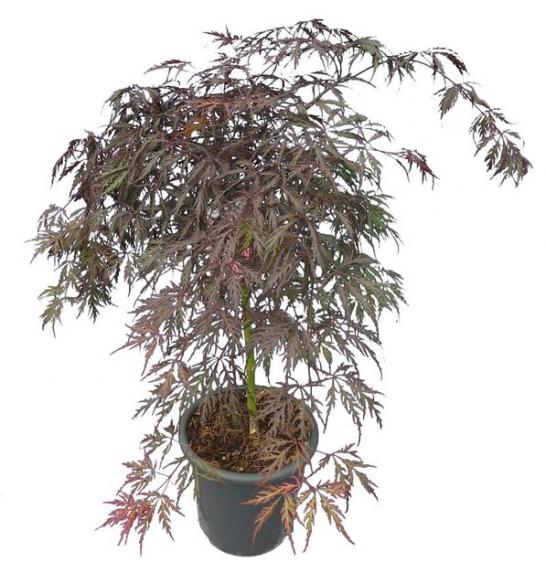 Acer palmatum dissectum Garnet C10 Lit. 40-50 cm