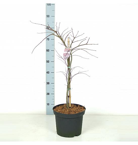 Acer palmatum dissectum Crimson Queen C7,5 Lit. 40-60 cm