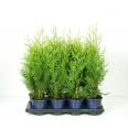Thuja occidentalis Brabant C1 Lit. 20-30 cm