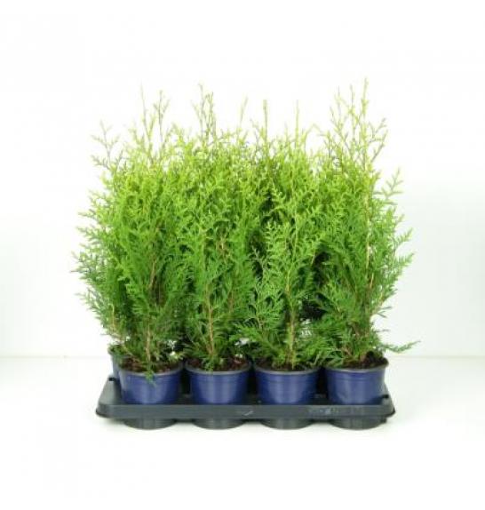 Thuja occidentalis Brabant C1 Lit. 20-30 cm