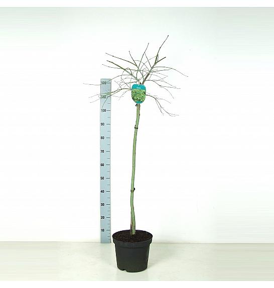 Acer palmatum dissectum C7,5 Lit. 80-100 cm Na steblu 80 cm
