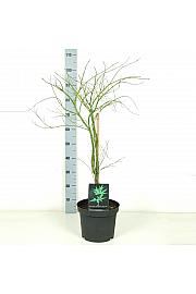 Acer palmatum dissectum C7,5 Lit. 60-80 cm