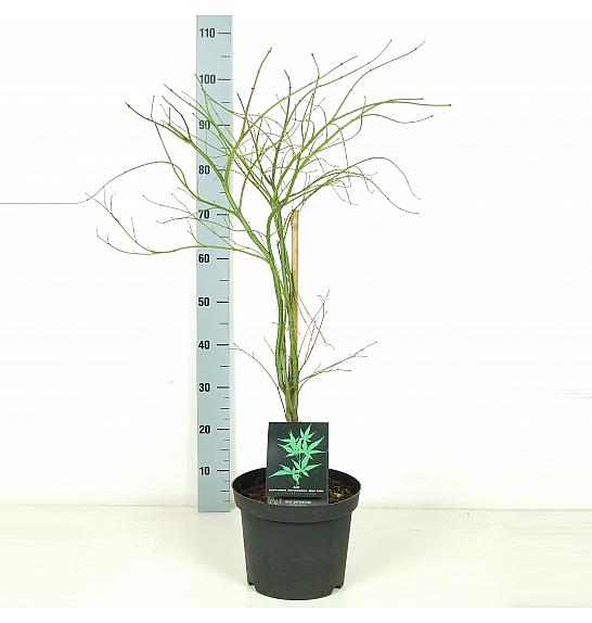 Acer palmatum dissectum C7,5 Lit. 60-80 cm