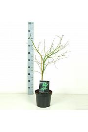 Acer palmatum Dissectum C5 Lit. 50-60 cm