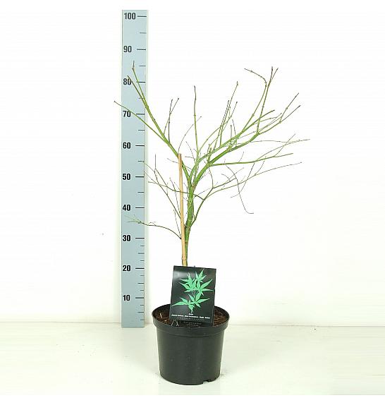 Acer palmatum Dissectum C5 Lit. 50-60 cm