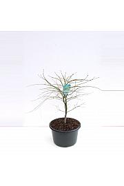 Acer palmatum dissectum C25 Lit. 40-60 cm