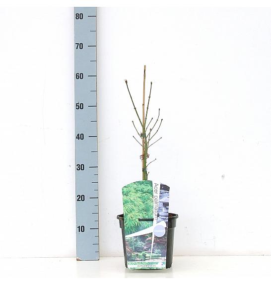 Acer palmatum dissectum C3 Lit. 30-40 cm