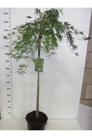 Acer palmatum dissectum C10 Lit. Na steblu 80 cm
