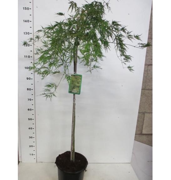 Acer palmatum dissectum C10 Lit. Na steblu 80 cm