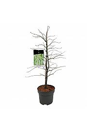 Acer palmatum dissectum C10 Lit. 80-100 cm