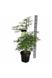 Acer palmatum dissectum C10 Lit. 80-100 cm
