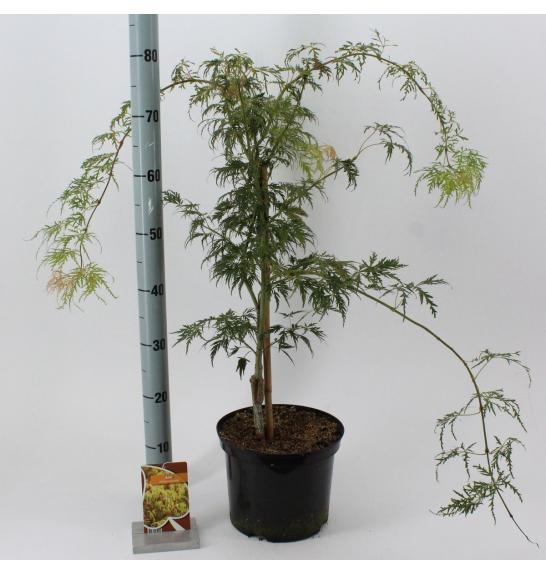 Acer palmatum Dissectum C10 Lit. 40-50 cm