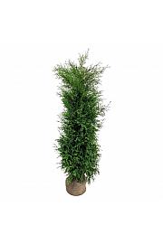 Thuja occidentalis Brabant bala 180-200 cm ekstra