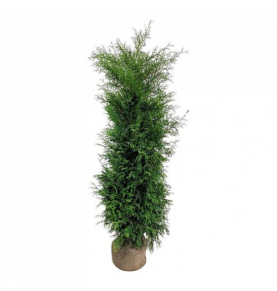 Thuja occidentalis Brabant bala 180-200 cm ekstra