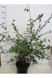 Acer palmatum Deshojo C10 Lit. 80-100 cm