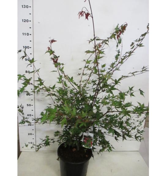 Acer palmatum Deshojo C10 Lit. 80-100 cm