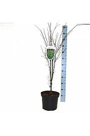 Acer palmatum Butterfly C7,5 Lit. 60-80 cm