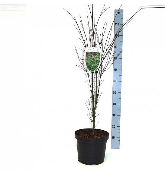 Acer palmatum Butterfly C7,5 Lit. 60-80 cm