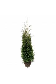 Thuja occidentalis Brabant bala 160-180 cm