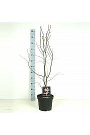 Acer palmatum Bloodgood RIJN C7,5 Lit. 60-80 cm