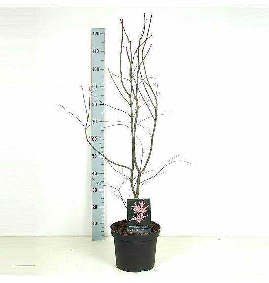 Acer palmatum Bloodgood RIJN C7,5 Lit. 60-80 cm