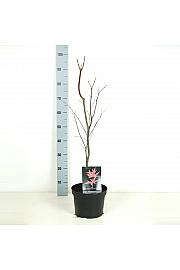 Acer palmatum Bloodgood C5 Lit. 50-60 cm