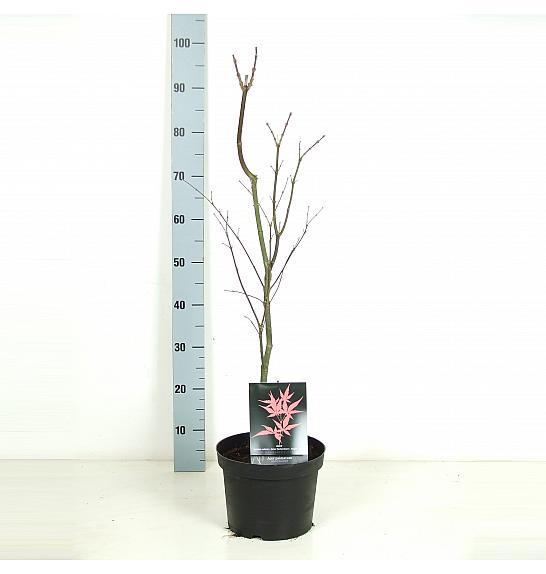 Acer palmatum Bloodgood C5 Lit. 50-60 cm