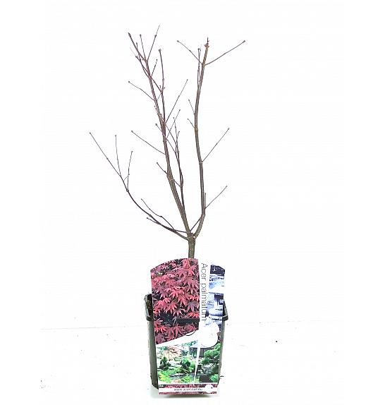 Acer palmatum Bloodgood C3 Lit. 30-50 cm