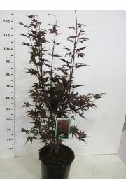 Acer palmatum Bloodgood C10 Lit. 80-100 cm