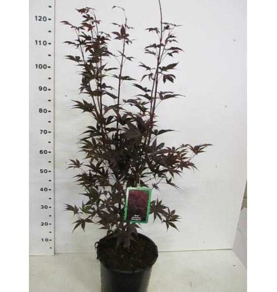 Acer palmatum Bloodgood C10 Lit. 80-100 cm