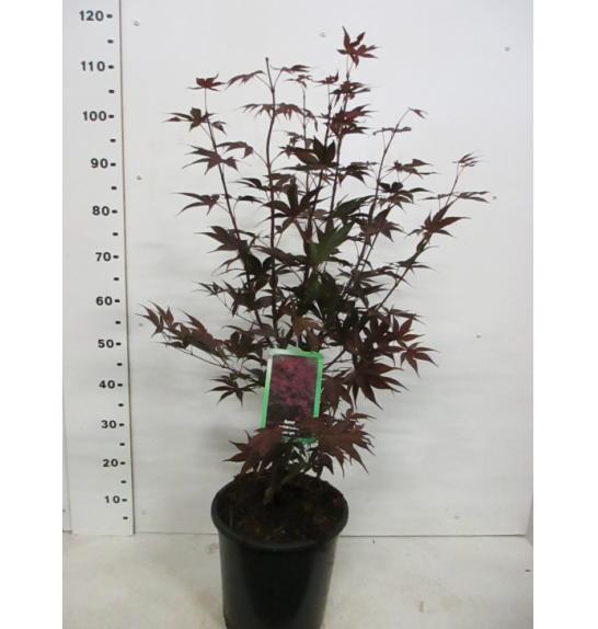 Acer palmatum Bloodgood C10 Lit. 60-80 cm