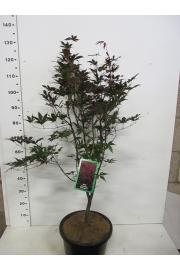 Acer palmatum Bloodgood C10 Lit. 100-125 cm